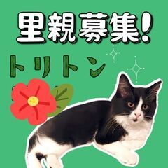 生後3ヶ月位　人が大好き、甘えん坊の兄妹【8月11日(金曜日)　...