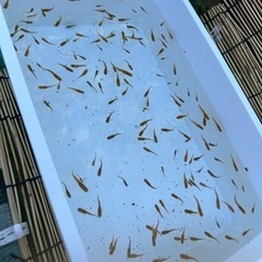 ⚠️セール⚠️メダカ 五式タイプR 稚魚～若魚 10匹500円 めだかの画像