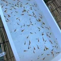 ⚠️セール⚠️メダカ 五式タイプR 稚魚～若魚 10匹500円 めだか