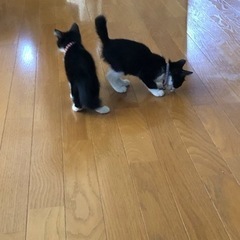 ソックスソックリツインズ - 猫
