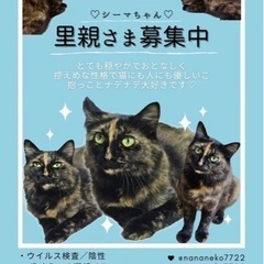 おっとりモフモフシーマちゃん♪