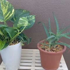観葉植物、ポトス、アロエ
