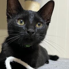 黒猫3兄弟　慎重派の長男　大吉くん