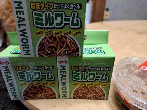 ミルワーム