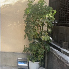 観葉植物