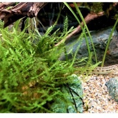 ウィローモス　20gの画像