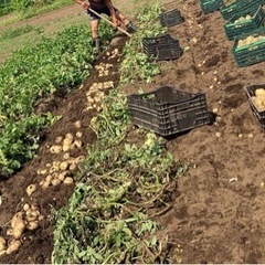 33新じゃが10キロ強　無農薬野菜　おまけ付きの画像