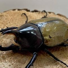 ヘラクレスオオカブトムシ レイディ オス単品