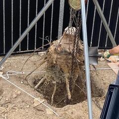 チェーンブロック等抜根道具、お貸しします。の画像