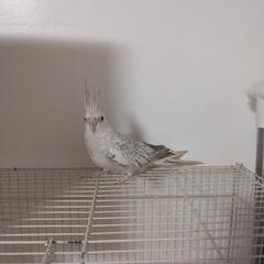 オカメインコ(1歳)ホワイトフェイスシナモンパール