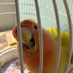 コザクラインコ 素敵な里親さん見つかりました