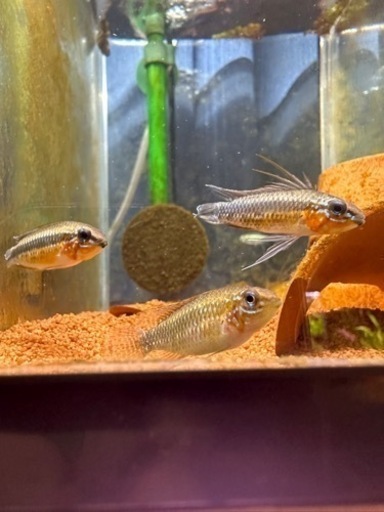 アピストグラマ　　Apエリザベサエ　F1