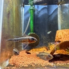 アピストグラマ Apエリザベサエ F1