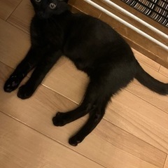 クロ猫ちゃん男の子 生後5カ月程度