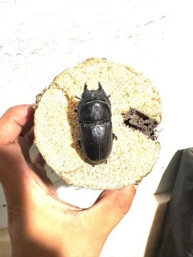 オオクワガタ
