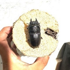 オオクワガタの画像