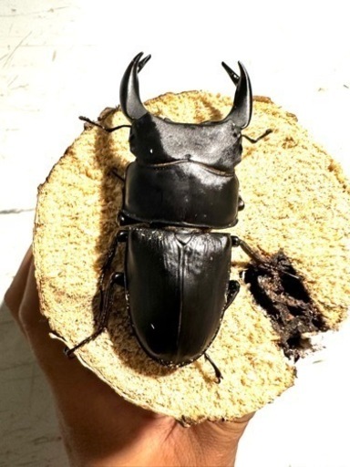 オオクワガタ
