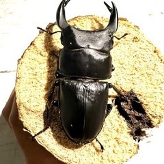 オオクワガタの画像