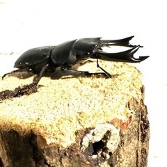 オオクワガタの画像