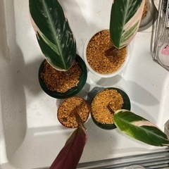 観葉植物　ストロマンテ　トリオスター　カラテア