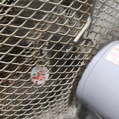 山善　扇風機の画像