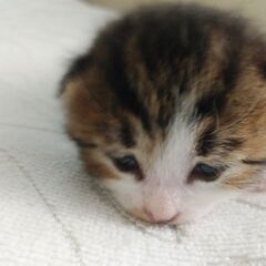 地域猫が避妊手術前に出産してしまいました（残り1匹）
