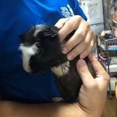 モルモット − 沖縄県