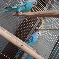 セキセイインコ・テディモルモット