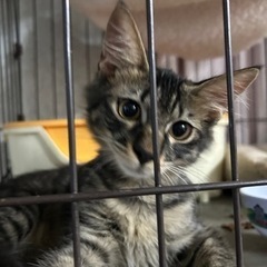 中毛キジトラ とっても可愛いティム