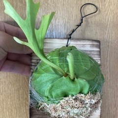 Platycerium ridleyi 2023_09