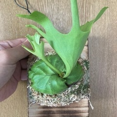 Platycerium ridleyi 2023_07
