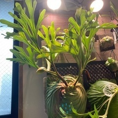 Platycerium ridleyi 2023_07の画像