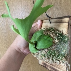 Platycerium ridleyi 2023_07の画像