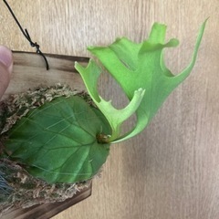 Platycerium ridleyi 2023_07の画像