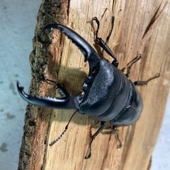 ゴトウヒラタクワガタ76mmペア