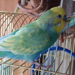 セキセイインコ 里親決まりました！