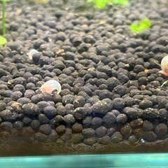 ラムズレッドホーン
