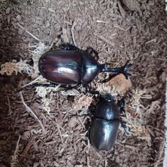 【残りわずか２セット】カブトムシペアの画像