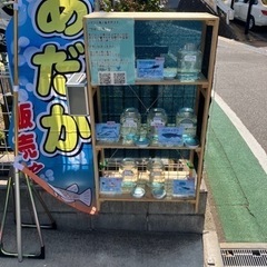 8月11日　メダカ無人販売