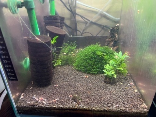 レッドファンシーシュリンプ（水槽内のエビ全部）