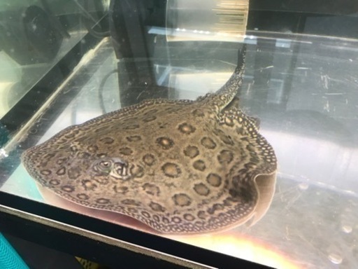 淡水エイ　エクセルコロンビアモトロ　オス　胎盤±25cm