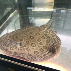 淡水エイ　エクセルコロンビアモトロ　オス　胎盤±25cm