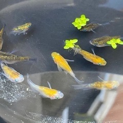 決まりました。ダルマメダカ　ミックス　10匹
