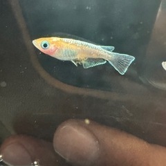 レッドクリフ紅白　卵20粒