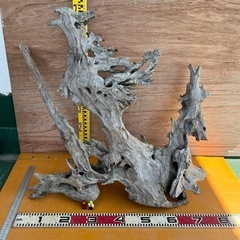 流木(特大)🪵