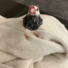 港区三田から逃げた桜文鳥　チュン探してます - 港区