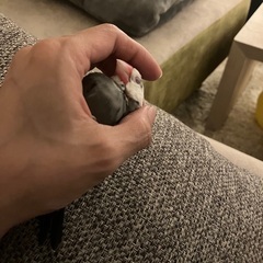 港区三田から逃げた桜文鳥　チュン探してます - 手伝って/助けて