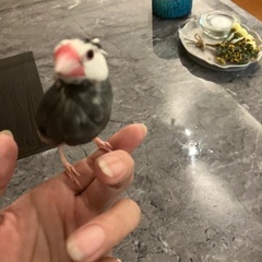 港区三田から逃げた桜文鳥　チュン探してます − 東京都