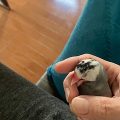 港区三田から逃げた桜文鳥　チュン探してます - 助け合い