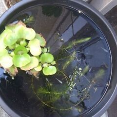 メダカの稚魚ちゃん育てませんか？